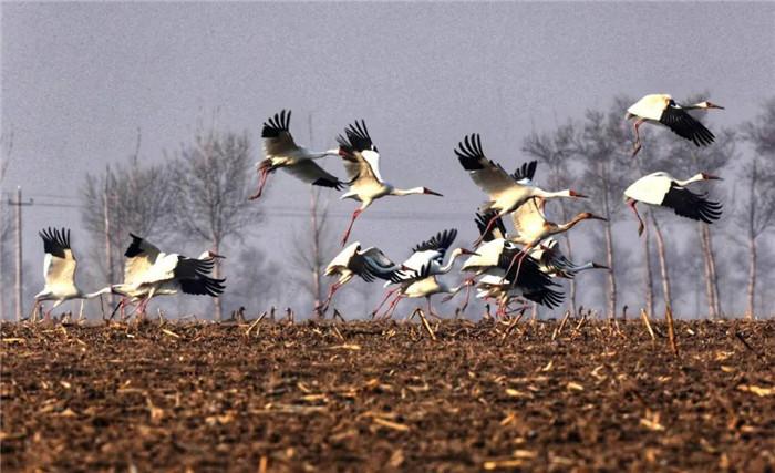镇赉最新卖楼信息,繁荣背后的故事与影响探究