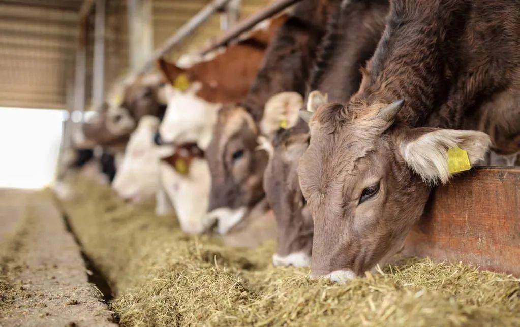 新澳四不象,灵活性执行方案_NRM29.600资源版