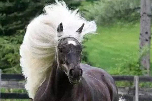 新澳四不象,灵活性执行方案_NRM29.600资源版