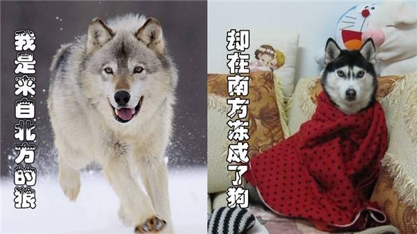 新澳四不象,灵活性执行方案_NRM29.600资源版