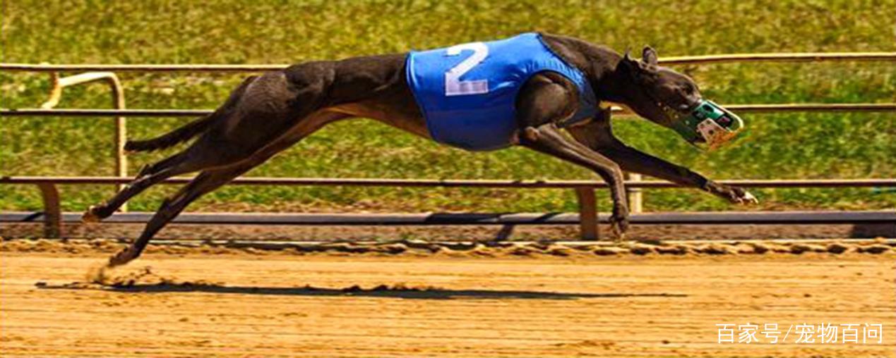 7777788888精准香港正版跑狗,精准解答方案详解_MSC50.243中级版