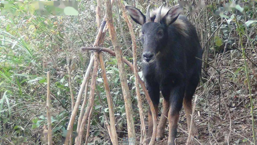 2024新版四不像图,可靠执行操作方式_LSF50.982百搭版