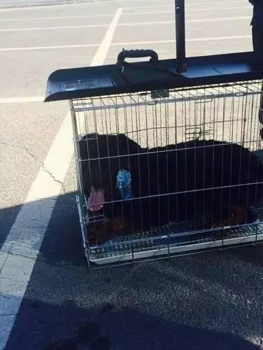 宁夏银川最新司机招聘启事，驾驭未来，从学习启程