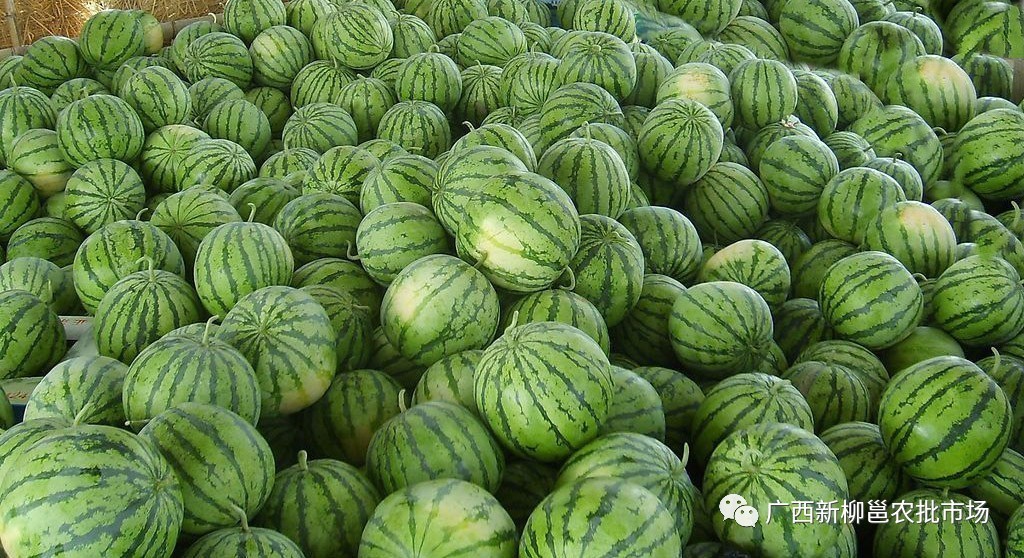 广西西瓜最新价格揭秘，尝鲜正当时！