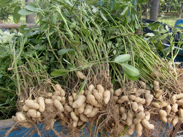 花生新品种与家的温馨故事探索