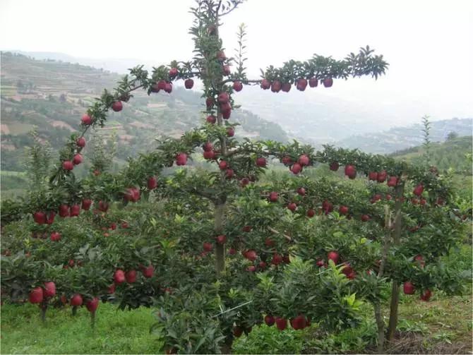 🌟苹果树最新树形，引领美丽果园新风尚的革新设计🌟