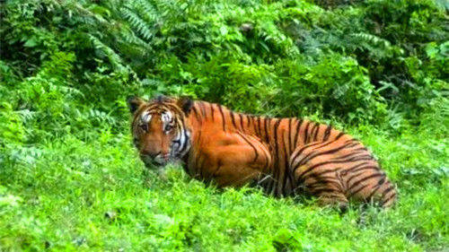 老虎吃人视频背后的趣事与友情纽带，最新温馨日常分享