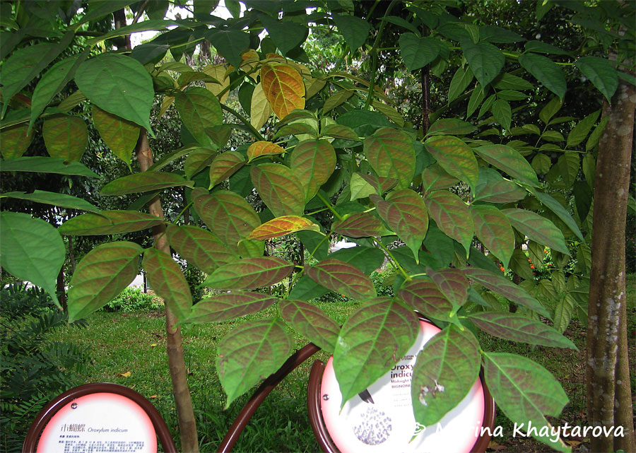 新奥彩294444cm,植物保护_LUV49.787复兴版