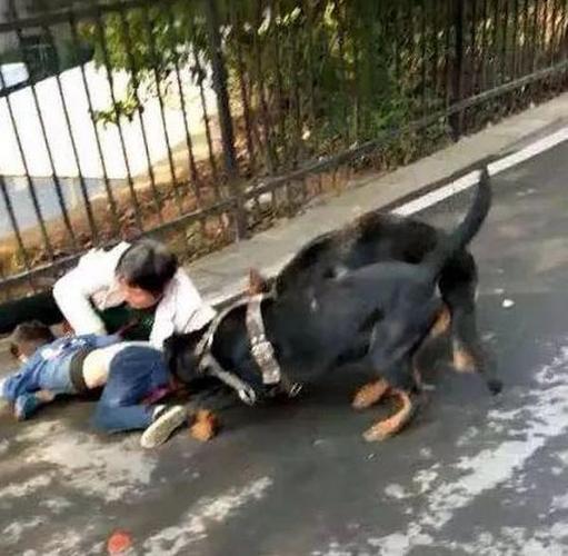 最新虐狗视频大全深度探讨与反思,要点详解解析