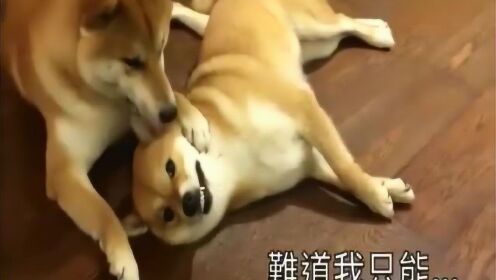 最新虐狗视频大全深度探讨与反思,要点详解解析