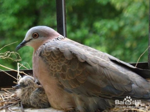 最新抓斑鸠方法揭秘,与自然美景的邂逅,内心平静之旅的启程