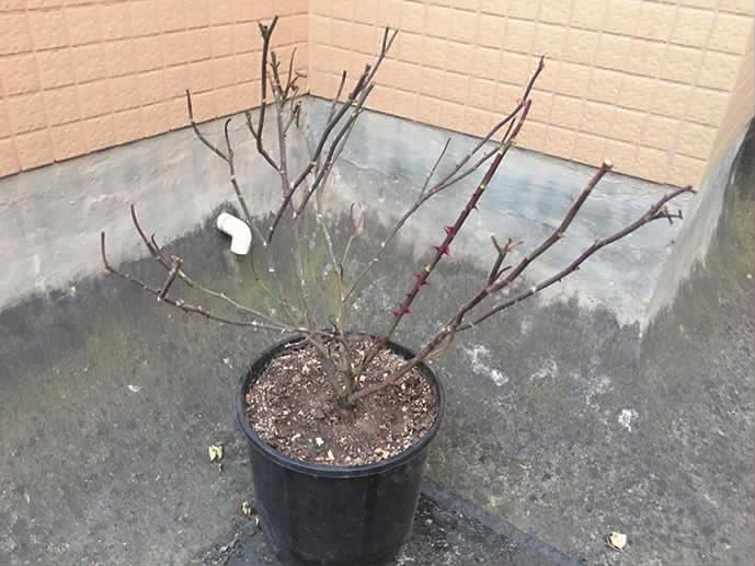 最新石硫合剂熬制教程