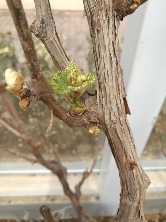 最新石硫合剂熬制教程