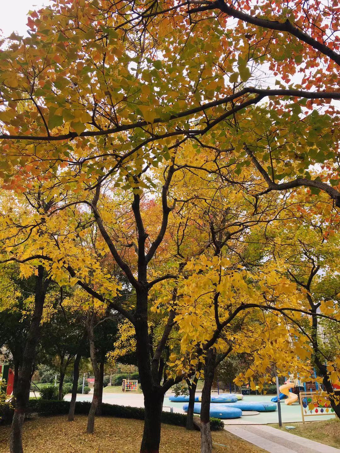 枣庄新城最新建设项目，科技引领未来，新城崛起新篇章