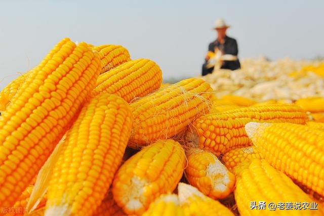 玉米价格最新行情分析，市场走势预测与未来发展趋势展望（2024年）