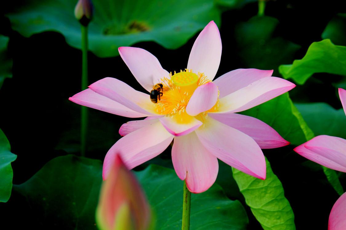 清风中原最新发布深度解读，背景、事件与影响全解析