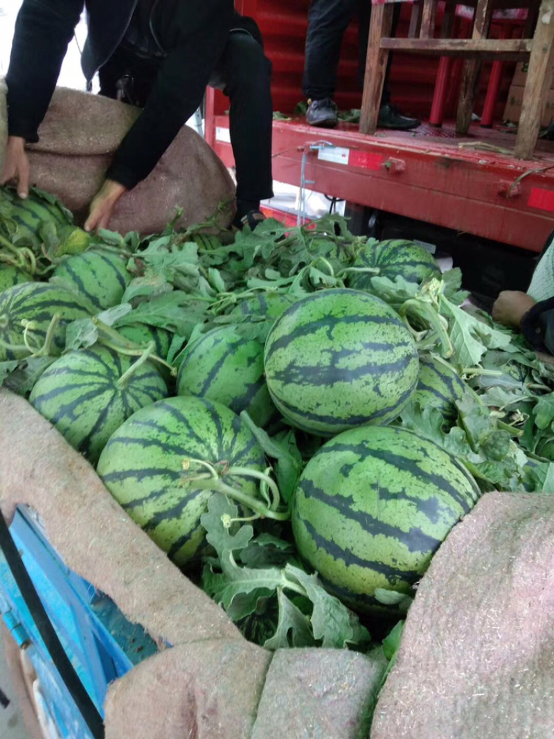 中牟西瓜最新收购价格及指南解析