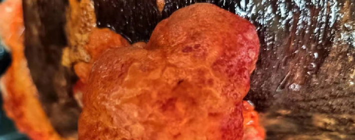 珍菌堂牛樟芝最新资讯报道