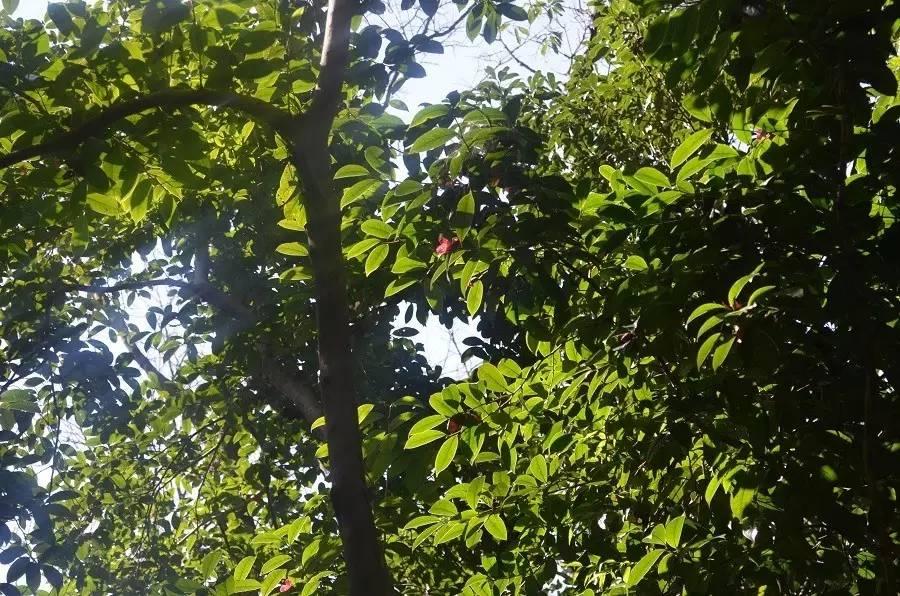 兴仁县波阳镇最新动态更新