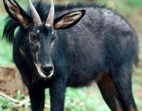 2024新奥正版资料四不像,持续性实施方案_养生版40.890