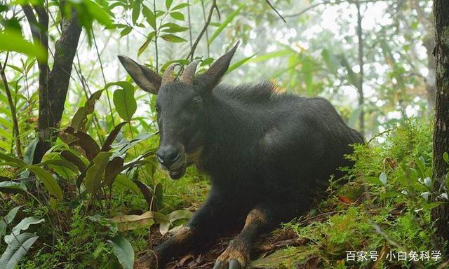 2024新奥正版资料四不像,持续性实施方案_养生版40.890