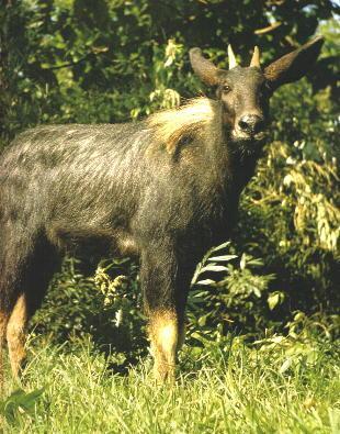 2024新奥正版资料四不像,持续性实施方案_养生版40.890