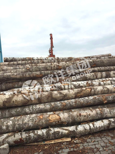 白松原木最新价格表,科技重塑木材价值,感受未来生活之美