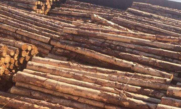 白松原木最新价格表,科技重塑木材价值,感受未来生活之美