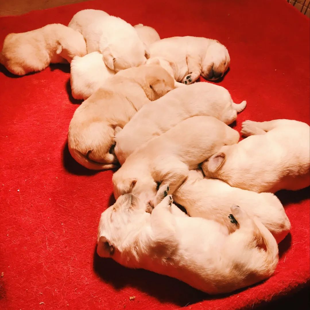 新澳今天最新资料晚上四不象,可依赖操作方案_掌中宝75.626