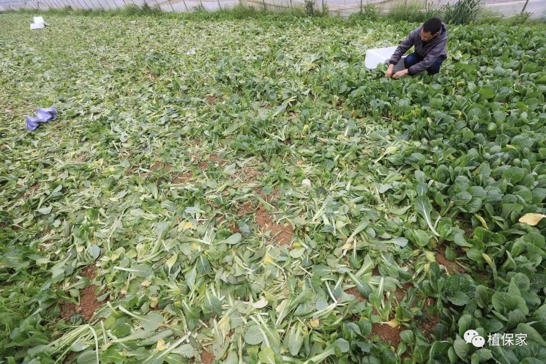 今日蔬菜价格行情更新速递