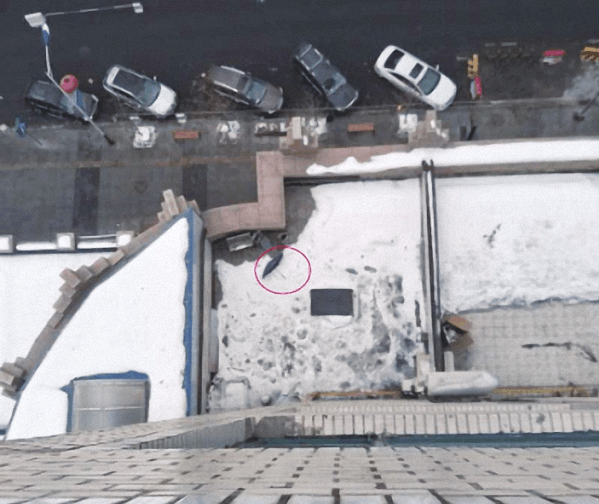 刘强玛纳斯坠楼原因分析,精准数据评估_活动版93.451