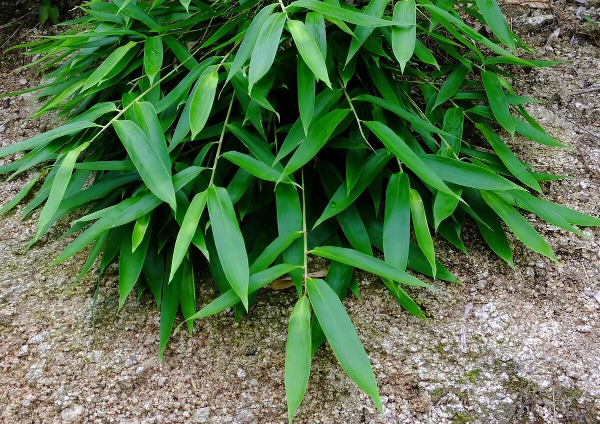 中药材蝉蜕最新价格信息更新