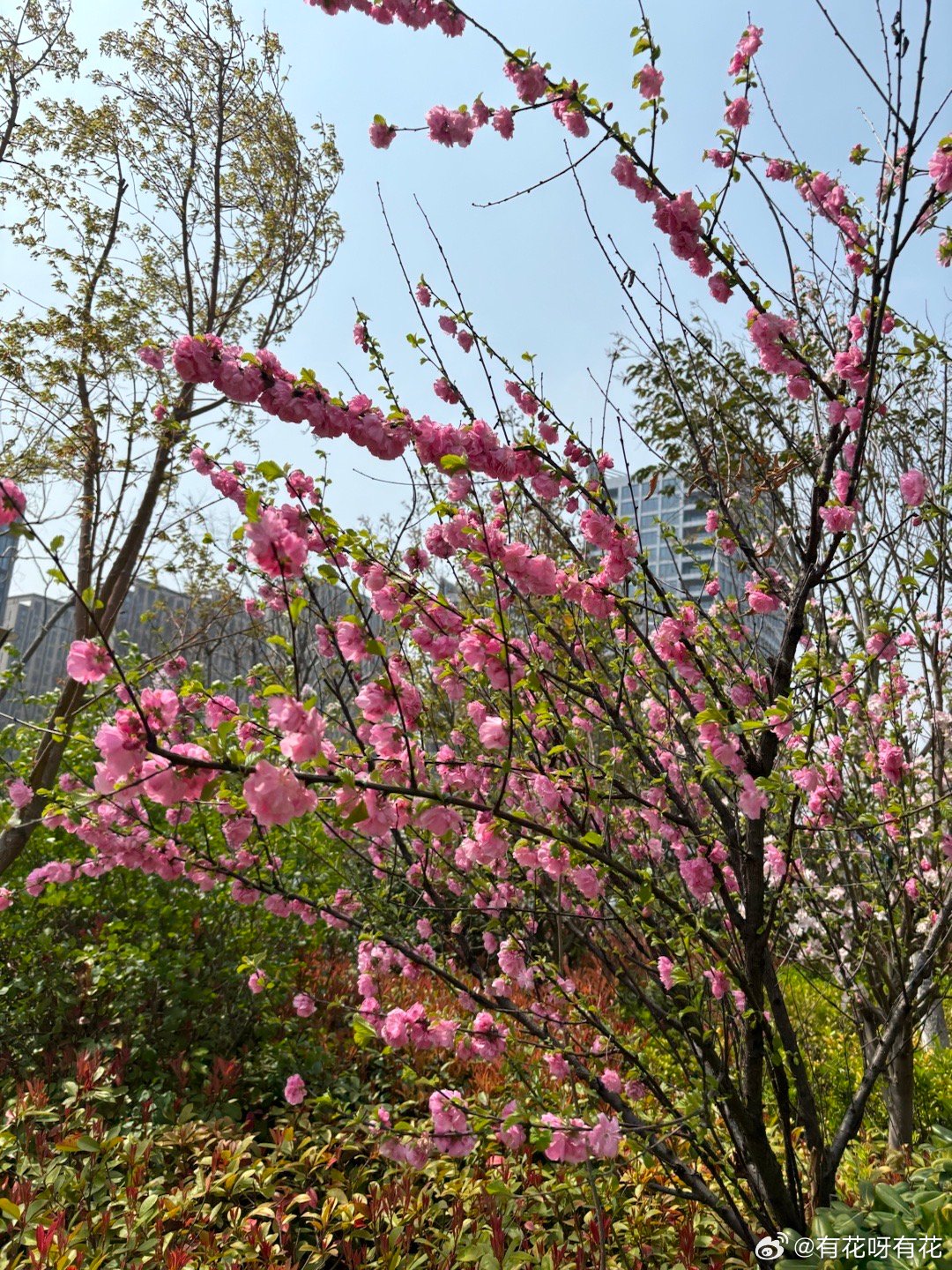 香艳春色最新,关于香艳春色最新之我见