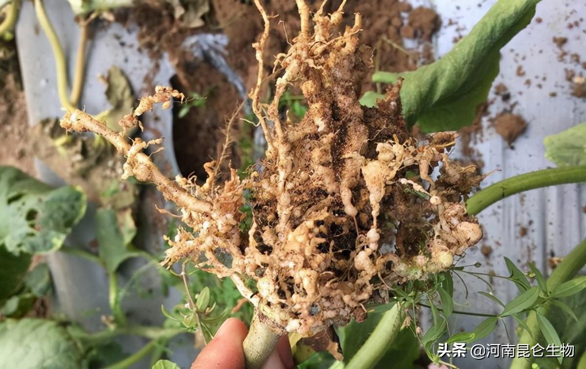 回转接头 第401页