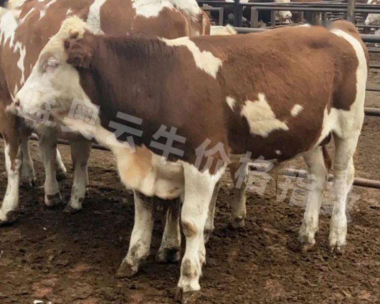 最新牛图,视觉盛宴的震撼展现