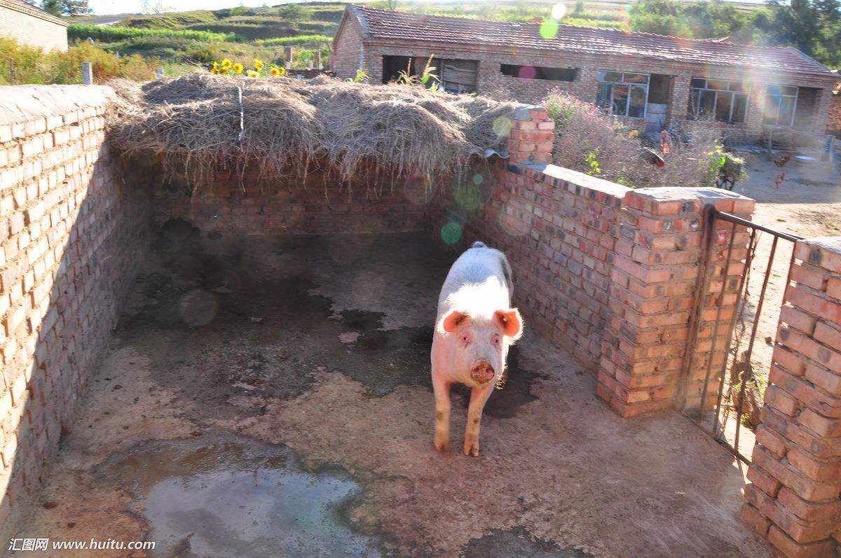 农村最新猪圈,变化、学习与自信的力量推动下的革新之路