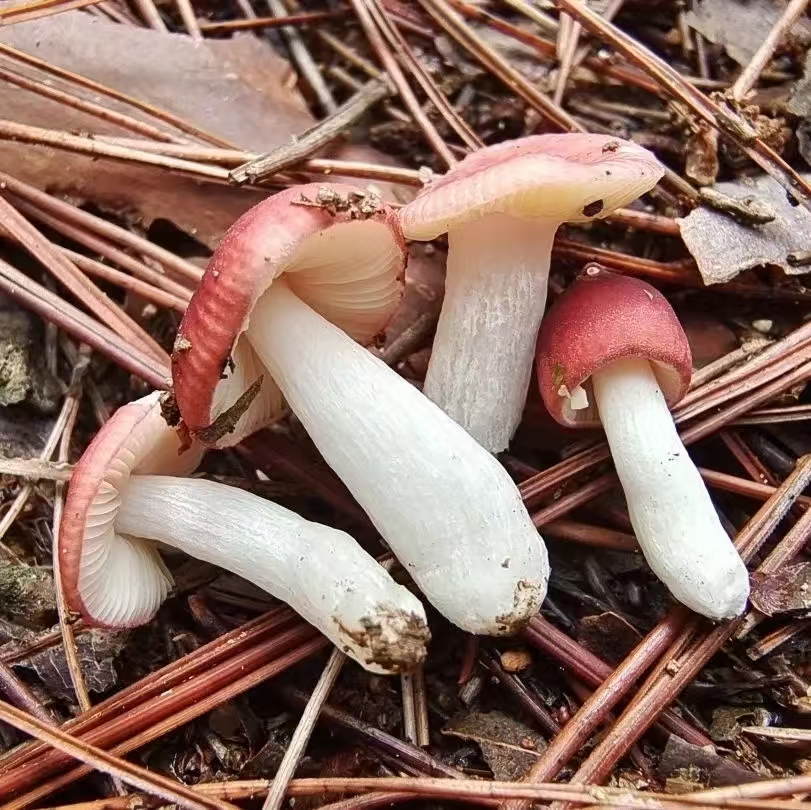 最新红菇,令人瞩目的天然食材之美