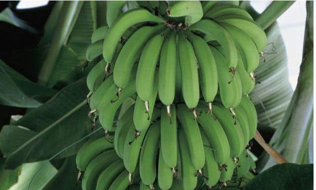 香蕉视最新,香蕉视最新,学习观看视频内容的全面指南