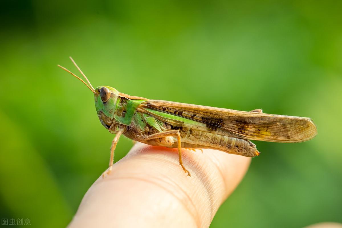 蝗虫路线最新动态,自信之旅与成就感之路