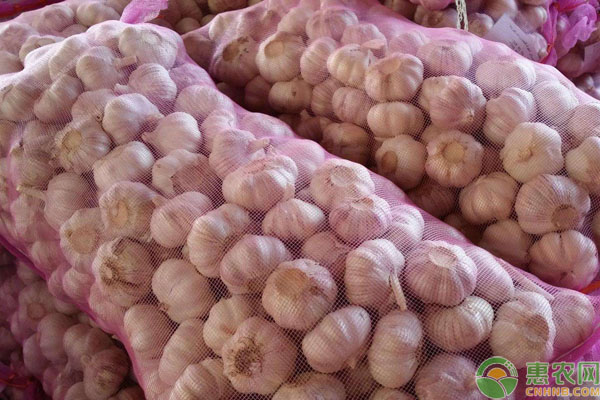 科技重塑金乡大蒜产业新纪元,最新价格动态分析报告出炉!