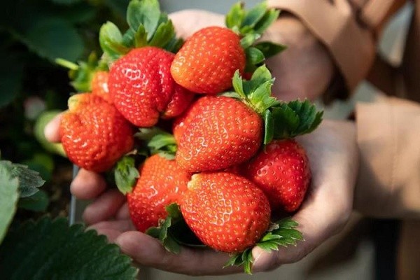 最新草莓手机发布,科技重塑生活,掌中宝引领潮流新潮流