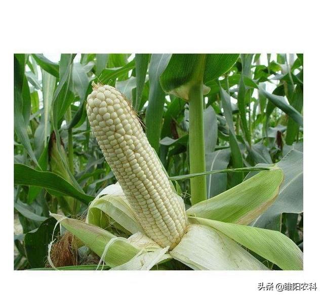 糯玉米最新指导价,一段关于友情、家庭与美味的温馨篇章