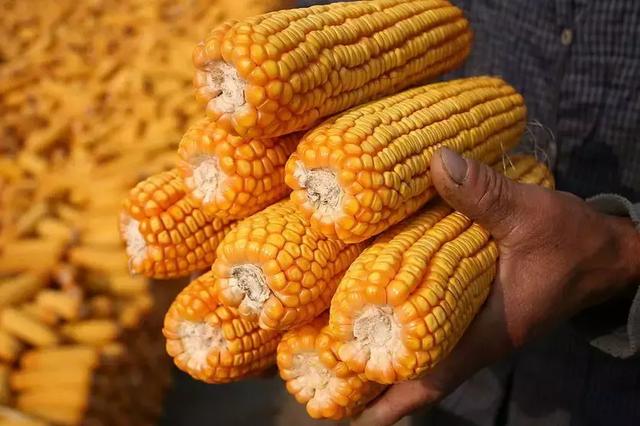 科技引领农业新风尚,最新玉米价格实时查看