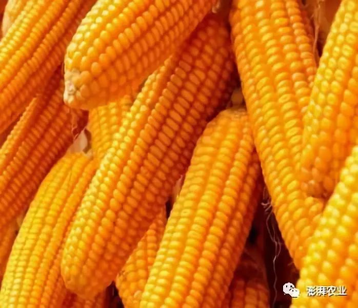 科技引领农业新风尚,最新玉米价格实时查看