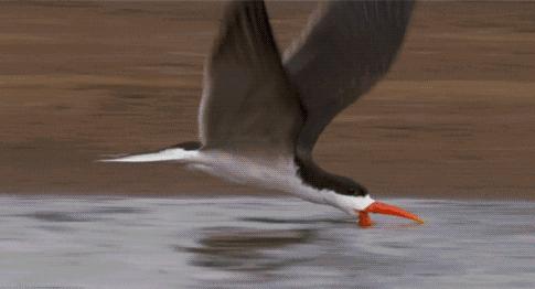 飞翔中的奇遇,最新飞机撞鸟事件与友情纽带展现