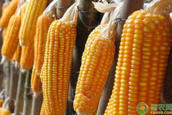 徐州玉米最新价格走势分析,一种观点探析