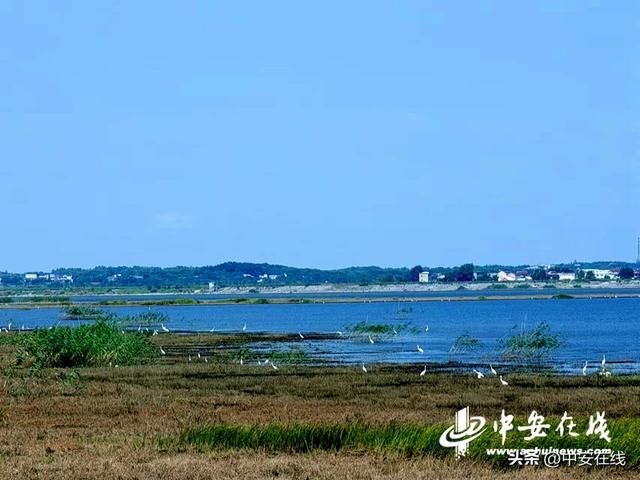 升金湖最新动态更新✨