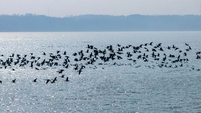 升金湖最新动态更新✨