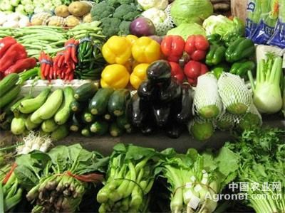下半年蔬菜行情展望,详细步骤指南与分析预测