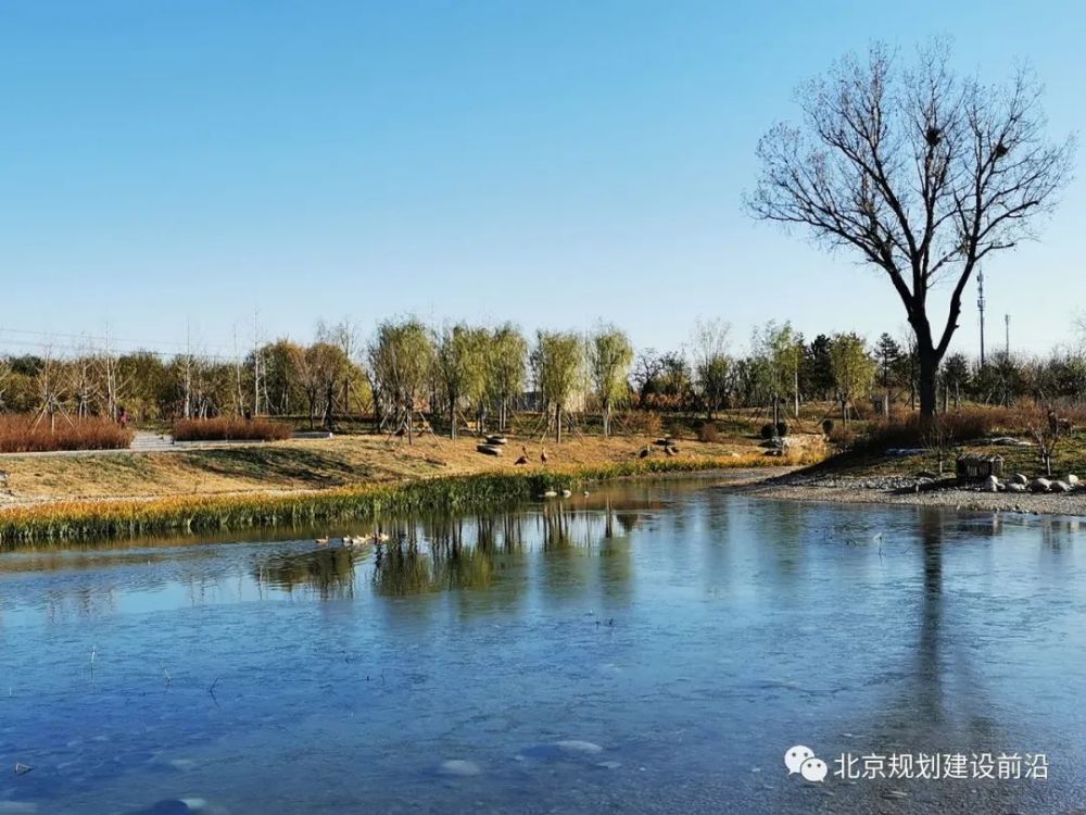 北京南苑湿地公园最新进展动态揭秘